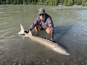 Fraser River White Sturgeon Success - Full Day Charter Results