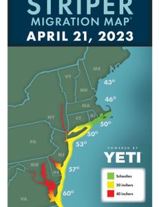 Striped Bass Migration 