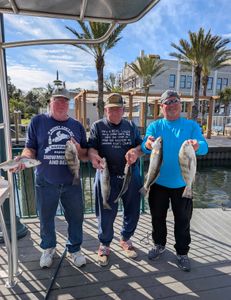 Spotted Sea Trout bite.