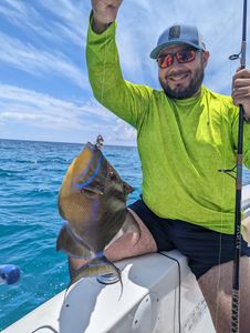 Cubjoe Key Florida Hooks Triggerfish