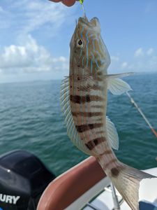 Sand Perch Hooked in Cudjoe Key Florida