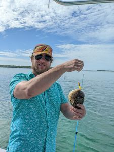 Pufferfish Reeled in Cudjoe Key, Florida