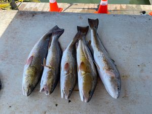 A Journey Unfolds: Rockport TX Redfish Fishing
