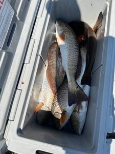 Port Aransas Fall Inshore: Redfish & Trout with Captain Larry