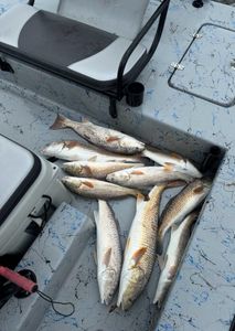 Port Aransas morning trip