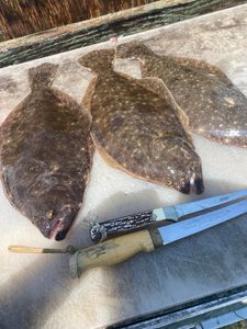 Solo angler scores full limit!