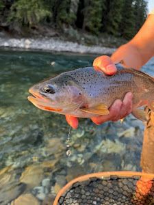 Beautiful Cutthroat Trout Caught On A Dry Fly 