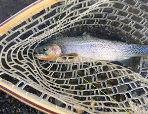 Cutthroat Trout Fly Fishing Guides Alberta