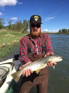 Juicy Brown Trout on the Bow River