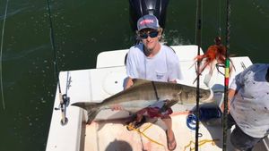 Awesome Day Trolling for Cobia, Chesapeake Bay