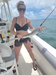 Sarasota Shark Delight