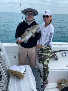 Sarasota's Grouper Catch