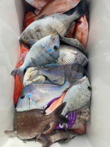 Sarasota, FL Bountiful Fish Catch
