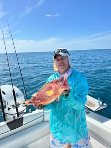 Fish of the day. Sarasota Hogfish