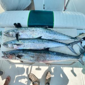 Mackerel Fishing