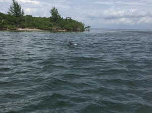 Dolphin show at Florida