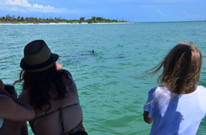 Dolphin watching at Florida