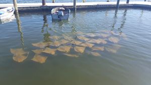 Group of Stingrays in Florida