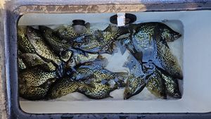 Brainerd, MN Fishing Update: Top Catches and Techniques for May