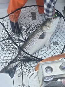 Big Striped Bass Biting Strong