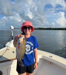 Gray snapper in St. Petersburg, Florida	