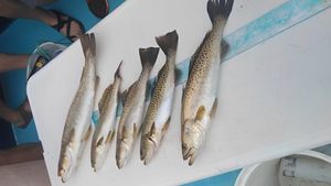 Panama City Beach Speckled Trout Charters: Target Gator Trout