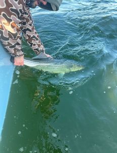 Early spring big fish