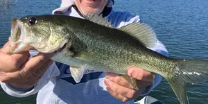 Guided Bass Fishing on O.H. Ivie Lake & Lake Amistad