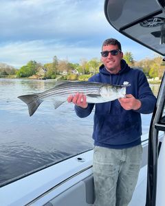 Topwater Striped Bass Action Is On