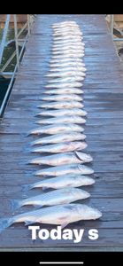 Fish Lake Murray for Stripers!