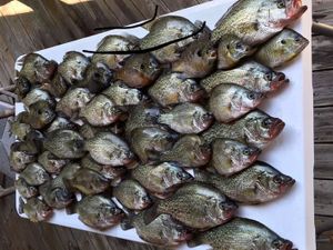 Tons Of Black Crappies, SC