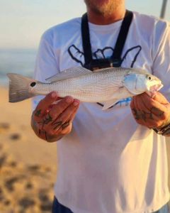 New Smyrna Beach Redfish Beauty 