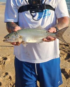 Catch of the day: Bluefish
