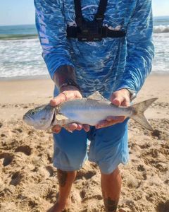 Reeled In Bluefish In NSB, FL