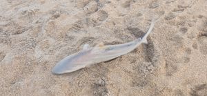 Trophy Sized Shark Caught In NSB, FL