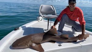 Bull Shark Caught in Florida