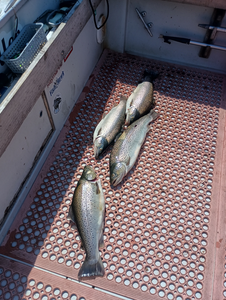 Trophy Trout Bonanza: Lake Ontario Charters Deliver Big Catches