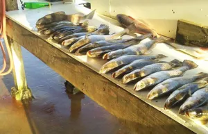 Steady Trout Bite and Redfish Action Heating Up in the Bays