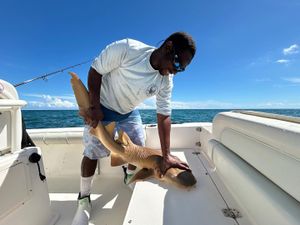 Cobia action and a surprise Nurse Shark on a fun Key Largo reef trip