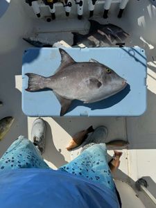 Inshore Fishing Bliss: A Day of Thrilling Catches on the Gulf