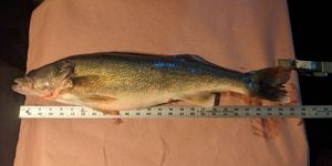 Vertical Jigging Success for Early Season Walleye on the Detroit River