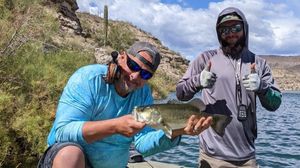 Bass in Phoenix, AZ