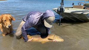 Massive Carp in Phoenix, AZ