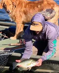 Crappie in Phoenix, AZ