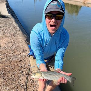 Carp in Phoenix, AZ