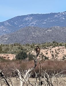 Why should I book a fishing trip with Lo Water Guide Service while visiting Phoenix for a spring training game?