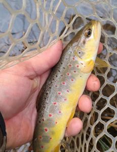 Why should you book a trip with lo water guide service this spring?