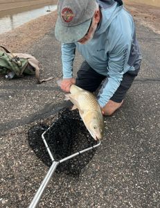 Can carp be caught on a fly?