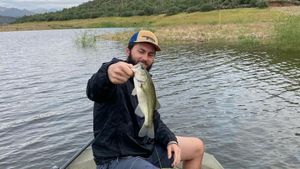 Largemouth Bass in Phoenix, AZ