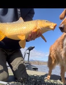 Best Bass Fishing in Phoenix!